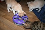 Maupie, Lilly en Puk